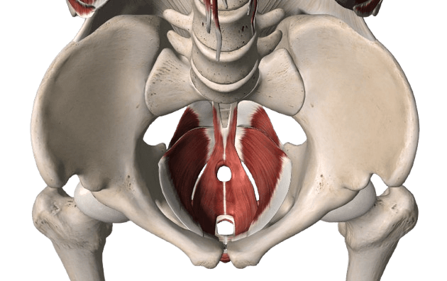 골반저근 트레이닝 (PFMT)